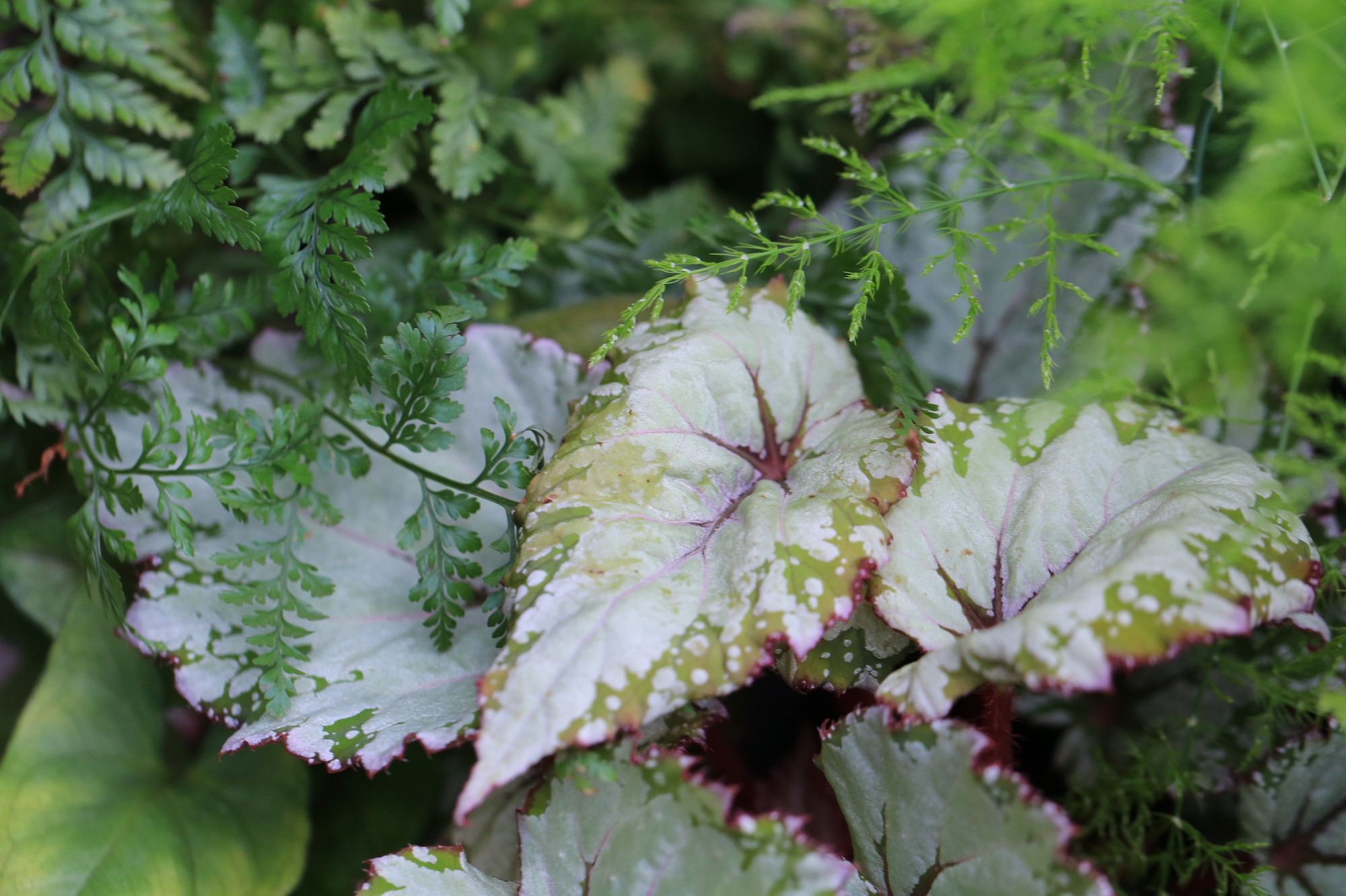 七十二候の植物「レックスベゴニア」 | タネニハ